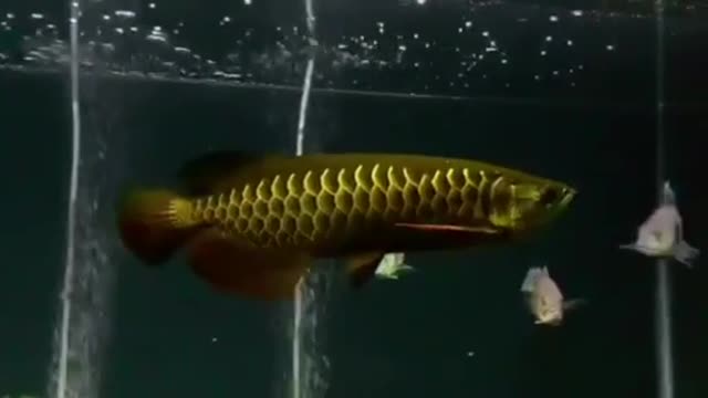 Gold Arowana Fish