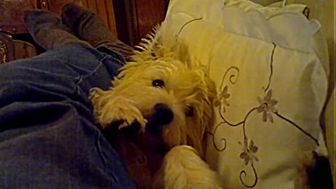 A Lazy Westie Wrestle