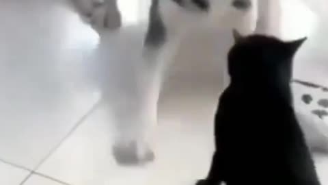 Kucing jahil bikin geram