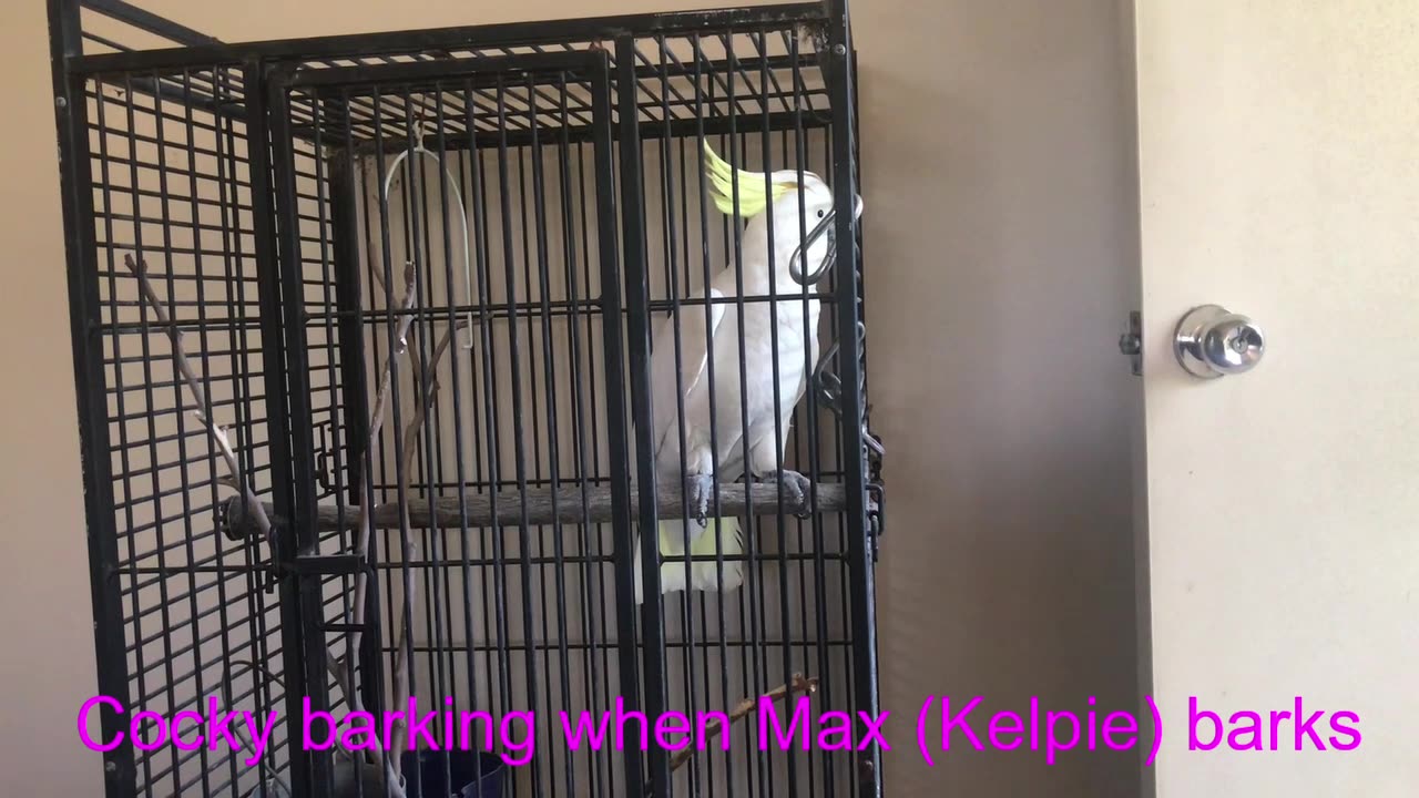 Rescue Cockatoo Mimicking Dog Barking