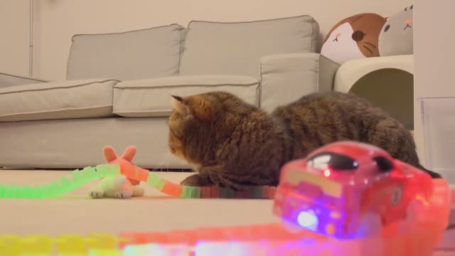 Cats vs Racing Car | Kittisaurus