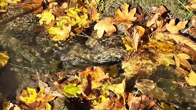 Autumn Leaves In The River