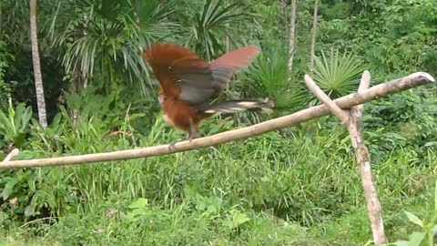 Hoatzin bird