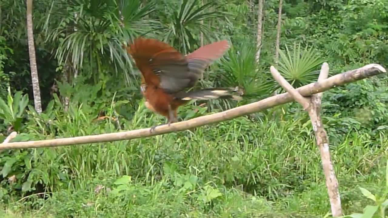 Hoatzin bird