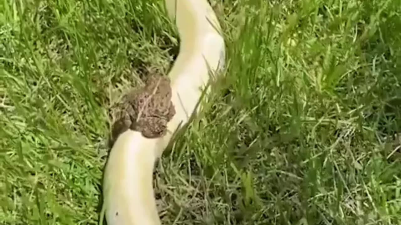 Frog Takes a Ride on a Snake! Courage or Fear? 🐸🐍😱