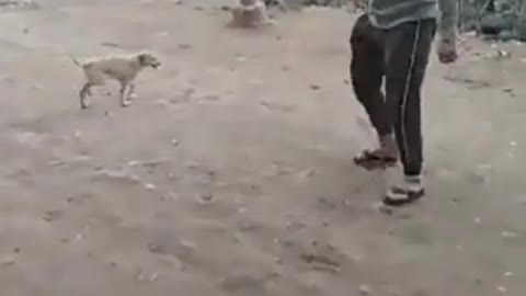 # funny dog