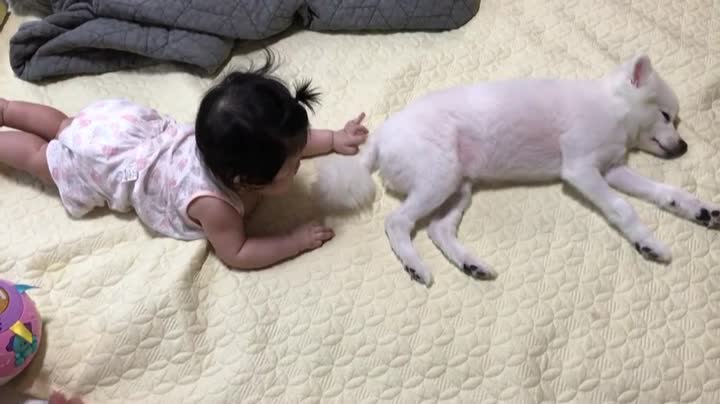 Baby and spitz.