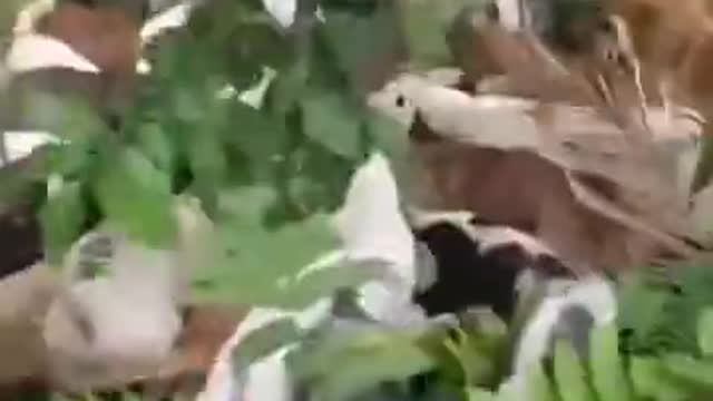 Can this pig still be saved?