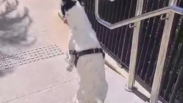 Dog that overcame difficulties