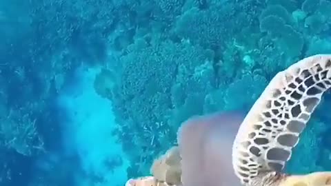 Turtles vs Jellyfish!