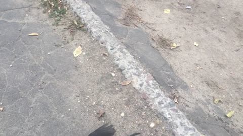Совпадения... дрозды умирают