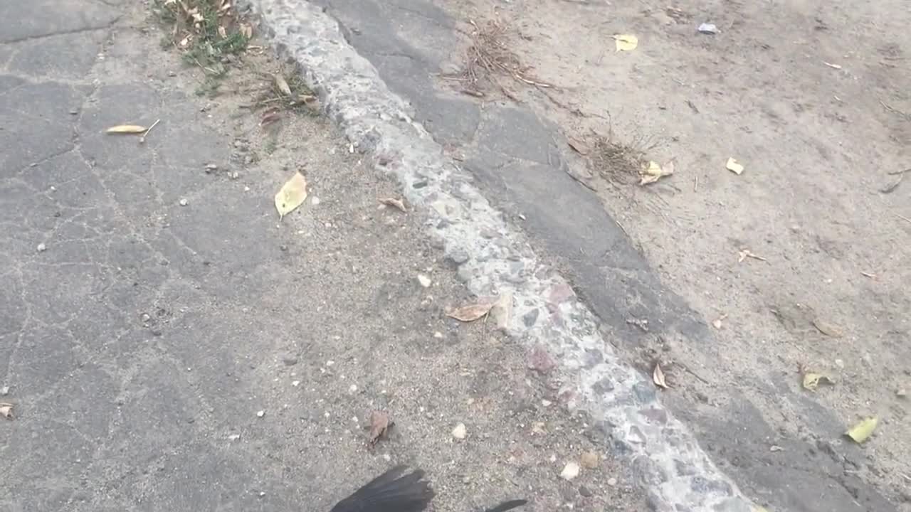 Совпадения... дрозды умирают