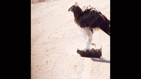 Eagle shikar