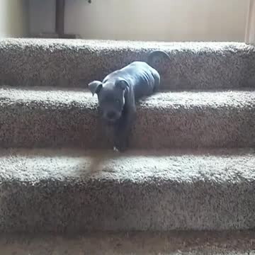 Gorgeous pitbull puppy