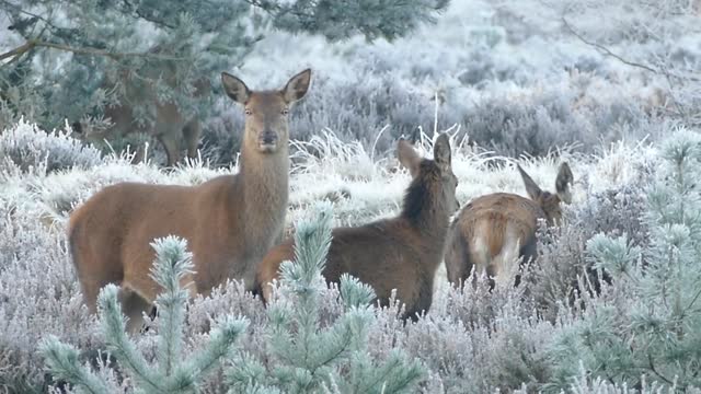 Seeing what this lovely deer family is doing is amazing