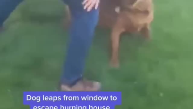 Dog leaps from window to escape burning house