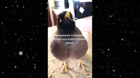 CRAZY BIRD TALKING LIKE A HUMAN PROFESSOR...