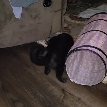 Hank and Millie Rough Housing