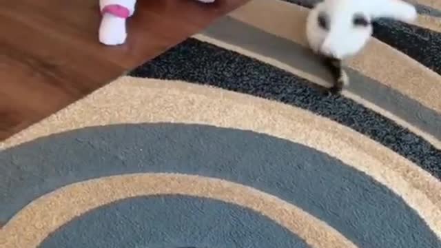 little boy playing with cat