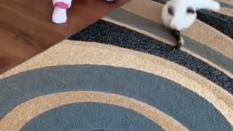 little boy playing with cat