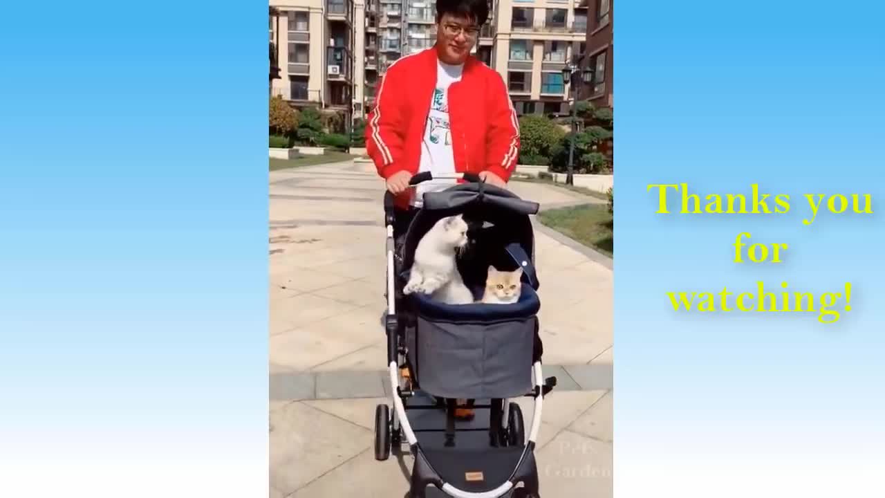 Cats you later(funny cats videos)🤣🤣🤣