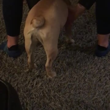 Dog Owner Trying to Pervent the Dog From poping On the Carpet
