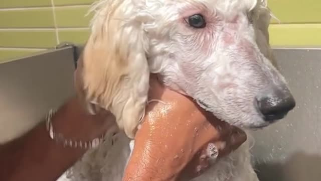 How do you bathe your dog?