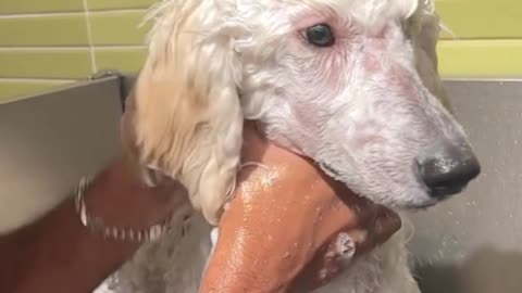 How do you bathe your dog?