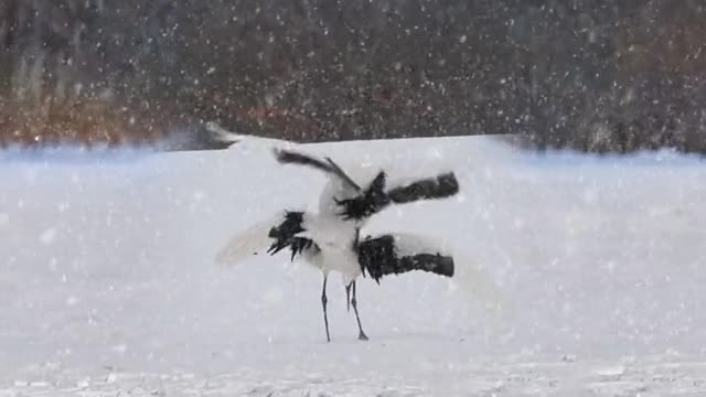 If he is in the same snow