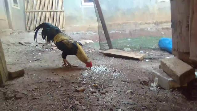 pakan tradisional ayam beras ketan untuk segala jenis umur ayam