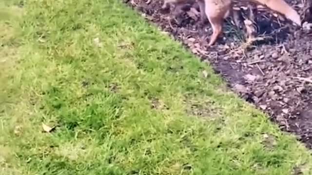 This is how a fox cleans up after going to the toilet