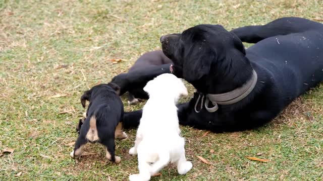 Does a dog like music?