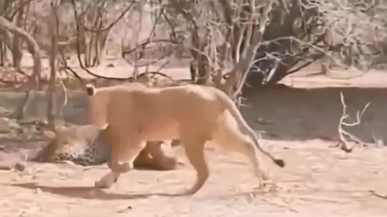 Omg#funny lioness