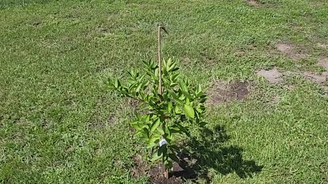 NEW ADDITION TO GARDEN