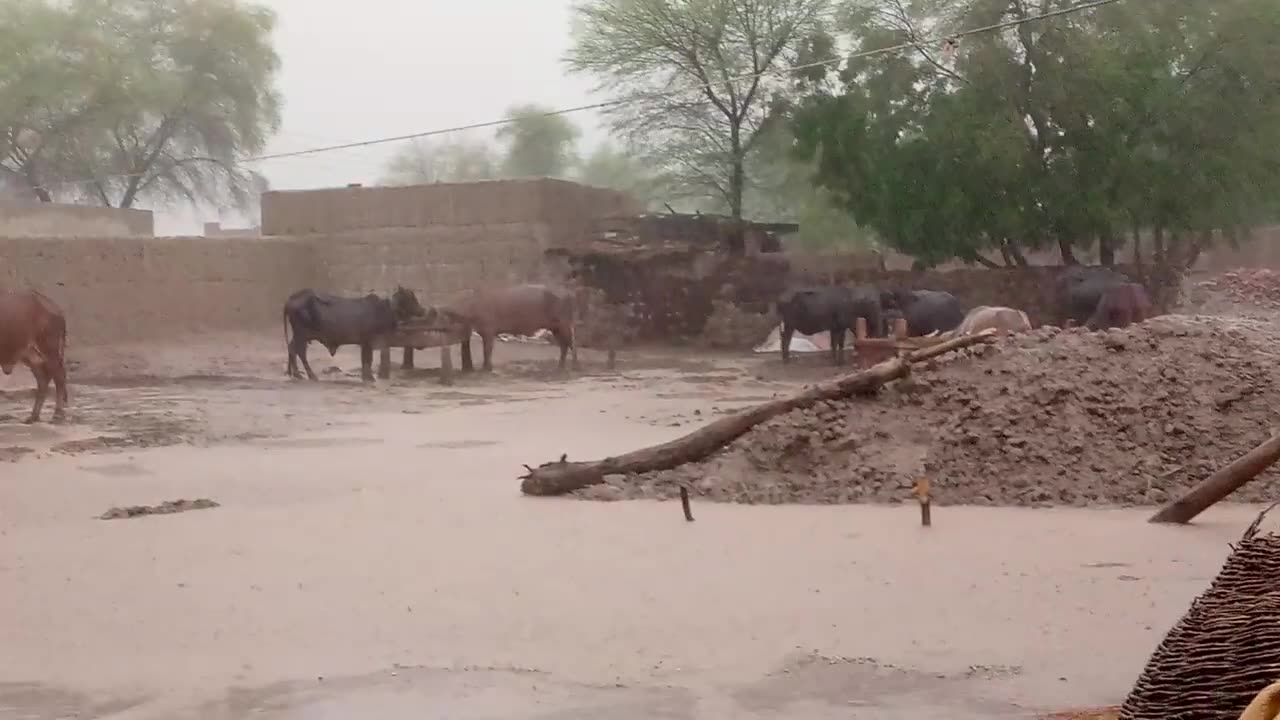 Amazing Rain Snowfall In Village.