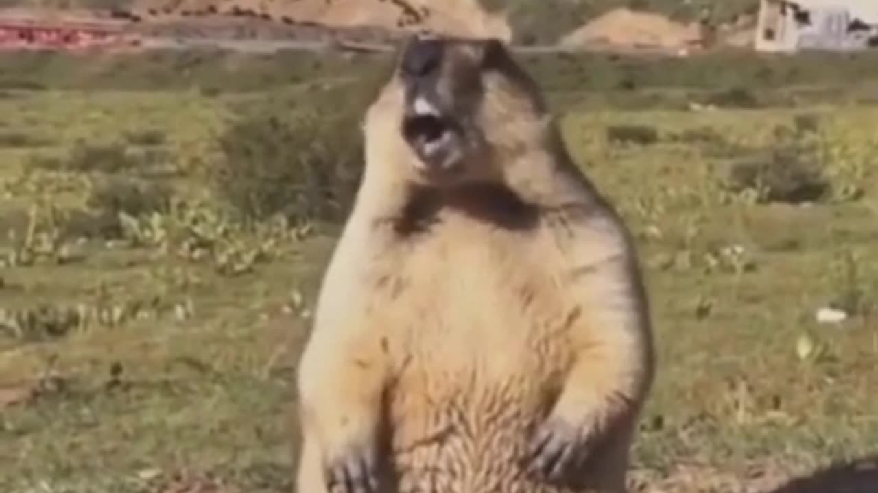 Funny video animal