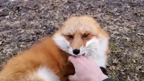 Have you watched foxes laughter before? Watch and enjoy an amazing video