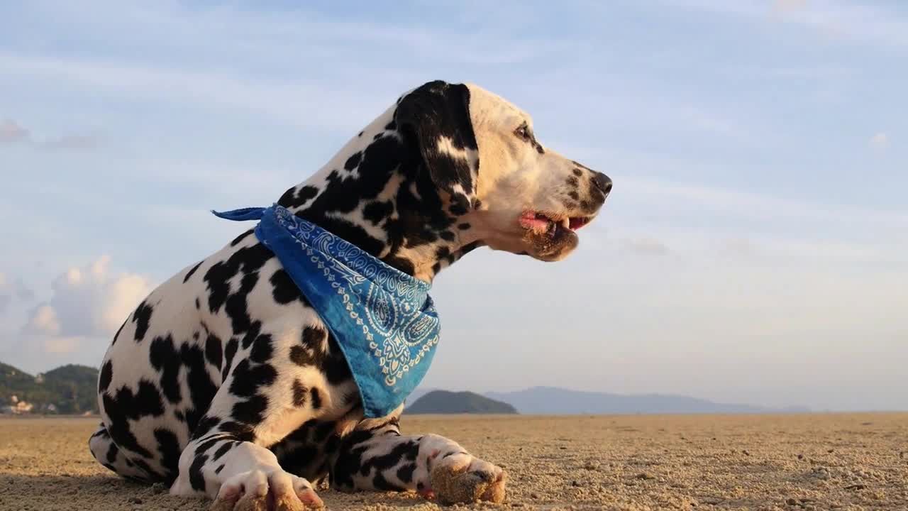 Dalmatian Dog Resting on Beach at Sunset