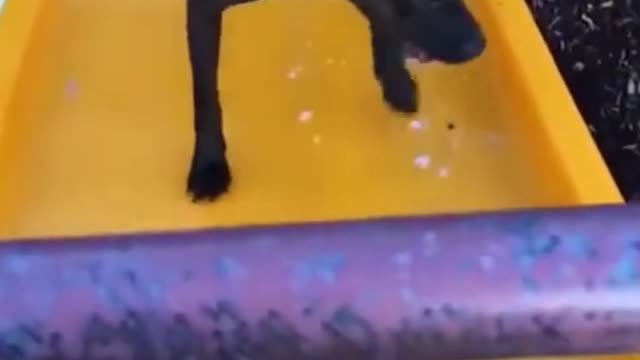 The dog fell vertically while trying to climb the slide. Try not to laugh!!