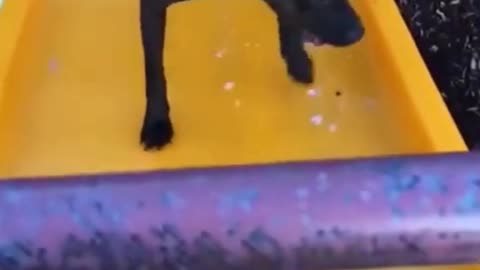 The dog fell vertically while trying to climb the slide. Try not to laugh!!