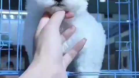 What a lovely dog