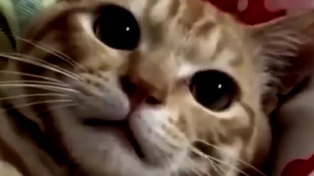 Cute Pets And Funny Animals Compilation #shorts 2021 06