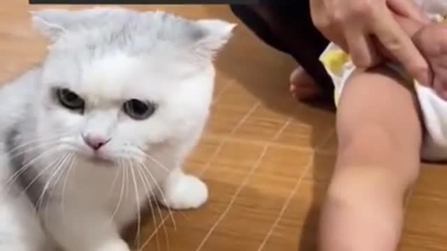 White cats action - Cute Cat