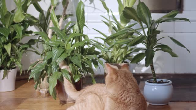 Cat plays at home with flowers 🐈🐈🐈