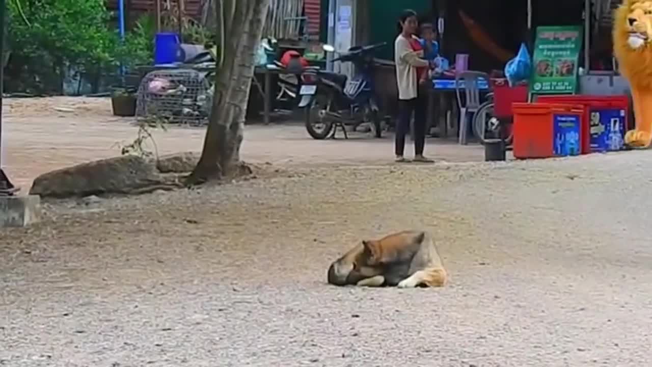Animal funny video - part 3.