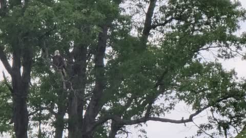 Bald eagle at our pond