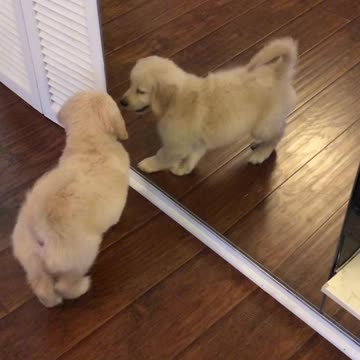 Cutest Puppy Ever Tries To Play With Her Reflection In The Mirror