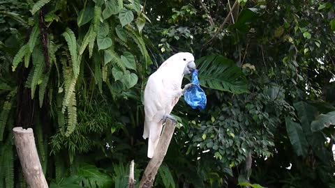 cute parrot chewing on a bottle