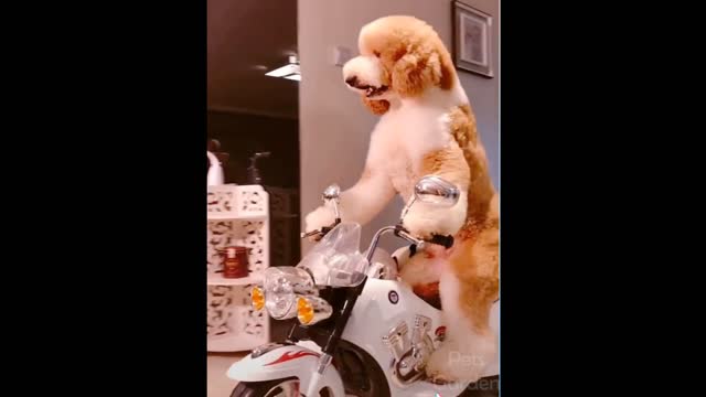 Puppy Driving a bike