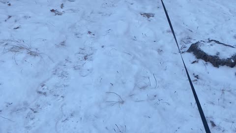 A cute poodle walking with snow.